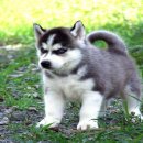 ศูนย์รวมไซบีเรียนฮัสกี้ เกรดคุณภาพที่ใหญ่ที่สุดในไทย  Allbest kennel