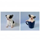 ชิวาวาขนยาสไซส์ tcup