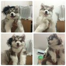 ลูกไซบีเรียน วูลลี่สายพันธุ์ดี ขนแน่นฟู ใบเพดเต็มใบ พ่อแม่สวย สนใจโทรสอบถามได้ 0...