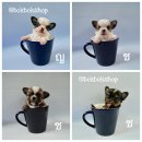 ชิวาวาขนยาวไซส์ tcup