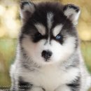 การเลือกซื้อไซบีเรียนหากคุณเน้นคุณภาพ คุณต้องมาAllbest kennel เท่านั้น