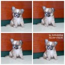 ชิวาวาขนยาวไซส์ทีคัพจิ๋วพร้อมย้ายบ้าน