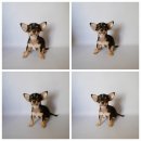 ชิวาวาขนสั้นไซส์ทีคัพสีเเบล็คเเทน