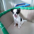 ชิวาวาขนยาวเพศเมียไซส์ ทีคัพสายใต้หวัน