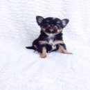 ชิวาวาแบล็คแทน หน้าหักๆ เพศผู้