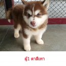 ลูกไซบีเรียน