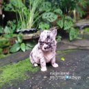 ชิวาวาสีเมอร์ จัดส่ง