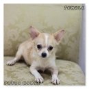 ชิวาวาขนยาว ฟอร์มสวย ราคาเบาๆคะ2