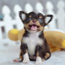 ★^-^*★ WWW.WOWWCHIHUAHUA.COM★ ^-^*★."น้องกุยช่าย" ชิวาวาเพศเมีย ขนยาว...