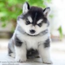 หยุดเสี่ยงซื้อไซบีเรียน ไม่มีคุณภาพ allbest kennelช่วยคุณได้