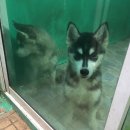 ขายลูกหมาไซบีเรียน 2 ตัวพันธุ์แท้  โครงสร้างสวยสมส่วน แข็งแรง วัคซีนเข็มแรกแล้ว