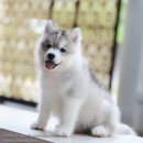 ศูนย์รวมไซบีเรียนฮัสกี้ เกรดคุณภาพที่ใหญ่ที่สุดในไทย  Allbest kennel