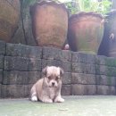 ชิวาวาขนยาวจัดส่ง