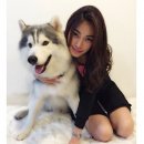 หยุดเสี่ยงซื้อไซบีเรียน ไม่มีคุณภาพ allbest kennelช่วยคุณได้