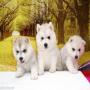 หยุดเสี่ยงซื้อไซบีเรียน ไม่มีคุณภาพ allbest kennelช่วยคุณได้