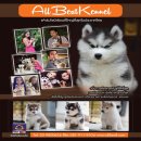 ไซบีเรียนซื้อที่ไหนก็ซื้อได้" แต่หากอยากได้เกรดคุณภาพคุณต้องมา Allbest เท่า...