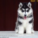 ไซบีเรียนซื้อที่ไหนก็ซื้อได้" แต่หากอยากได้เกรดคุณภาพคุณต้องมา Allbest เท่า...