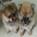 ขายลูกปอมบ้านแท้ๆเกิด 04/07/2560