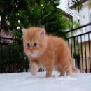 ลูกแมวเปอร์เซีย สีส้ม