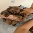 ปอมเพศชาย