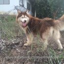 ขายแม่พันธุ์ไซบีเรียน วูลลี่โค้ด ขนแน่นๆ ทรงสวยมาก