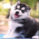 ศูนย์รวมไซบีเรียนฮัสกี้ เกรดไฮเอนที่ใหญ่ที่สุดในประเทศไทย  Allbest kennel