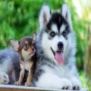 ฟาร์มไซบีเรียนที่ใหญ่ที่สุดในไทย มีให้เลือกมากมายหลายสไตล์ Allbest เท่านั้น