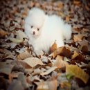 เปิดจองปอมขาว ผู้ 1 เมีย 2