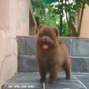 Pom สีช๊อคโกแล็ต  น้องผู้ชายค่ะตัวนี้ (น้องสีช๊อคตัวนี้ย้ายบ้านแล้วนะค่ะ)