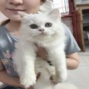ลูกแมวเปอร์เซียแท้ เพศเมีย สีขาวล้วน