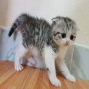 หาบ้่านให้สก๊อตทิชโฟล์วแท้สายพันธุ์ดี