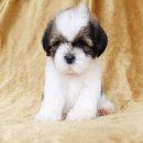 ลูกสุนัขพันธุ์ชิสุห์แท้100%เกรดสวยฟอร์มคุณภาพรับประกันสุขภาพพร้อมมีบริการจัดส่งท...