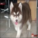 ขายลูกไซบีเรียนวูลลี่เพศเมีย  ภาพถ่าย 49 วัน