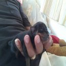 มินิเอเจอร์ เพศผู้สีแบล็คแทน [ย้ายบ้านแล้ว]