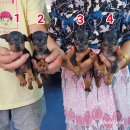 ลูกมิเนียเจอร์แท้สวยๆ(ผู้) เกรด A ชุดที่ 177  จาก kankarn club***หมด