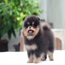 FYPOM KENNEL ขายน้อง Rachel สีแบล็คแทน เพศเมีย ไซส์เล็ก โครงสร้างดี ขนแน่นสองชั้...