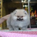 ขายปอมหน้าหมี เพศผู้ ขาสั้น สีส้ม สอบถามรายละเอียดเพิ่มเติมได้ที่ Line : @heropo...