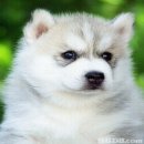 ฟาร์มไซบีเรียน ฮัสกี้ ที่ใหญ่ที่สุด มีให้เลือกมากมายหลายสไตล์ Allbest เท่านั้น