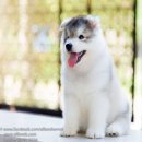 Allbest ไซบีเรียนฮัสกี้เราคัดเลือกสิ่งที่ดีที่สุดเสมอ และไม่เคยคิดหยุดพัฒนา เน้น...