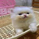 ขายลูกแมวเปอร์เซียแท้น่ารักๆมาแล้วครับ