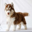 ฟาร์มไซบีเรียนที่ใหญ่ที่สุดในไทย มีให้เลือกมากมายหลายสไตล์ Allbest เท่านั้น