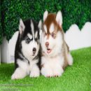 ไซบีเรียนซื้อที่ไหนก็ซื้อได้" แต่หากอยากได้เกรดคุณภาพคุณต้องมา Allbest เท่า...