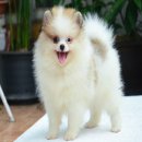 FYPOM KENNEL ขายน้อง Bouquet สีปาร์ตี้ 3 สี เพศเมีย ไซส์มาตรฐาน โครงสร้างดี มีใบ...