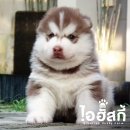 *ปิดการขาย* ลูกไซบีเรียน ฮัสกี้ เพศผู้ สีคอปเปอร์ขนแน่นๆ AM./TH.CH.