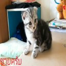 เปิดขาย-จองน้องแมวสก็อตติชโฟลว์