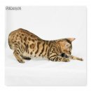 Bengal รอผู้ใหญ่ใจดีรับไปดูแลนะคะ1