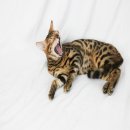 Bengal รอผู้ใหญ่ใจดีรับไปดูแลนะคะ3