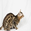 Bengal รอผู้ใหญ่ใจดีรับไปดูแลนะคะ4