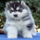 หากอยากได้ไซบีเรียน ที่เน้นคุณภาพเกรดHi-end ต้อง Allbest เท่านั้น!!