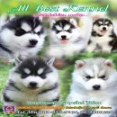 ซื้อไซบีเรียนซื้อที่ไหนก็ซื้อได้" แต่หากอยากได้เกรดคุณภาพคุณต้องมา Allbest...